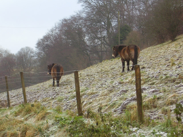 Toadsmoor Valley in the winter